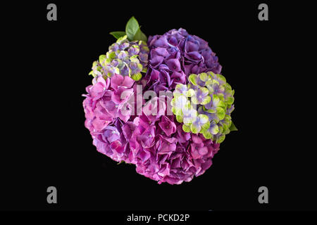 Un bouquet coloré (couleur) (série) de rose, violet et jaune hortensias vu de dessus sur fond noir Banque D'Images