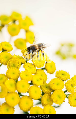 La collecte du pollen de l'abeille sur fleur jaune Banque D'Images