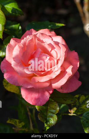 Roses Banque D'Images