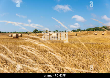 Des champs de blé après la récolte en chaude journée d'été. Banque D'Images