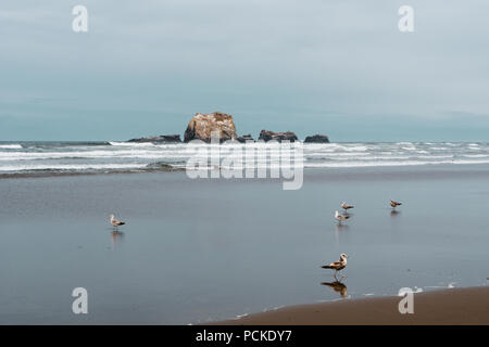 Paysage de Bandon plage mer piles avec les mouettes au premier plan sur l'image, côte de l'Oregon, USA. Banque D'Images