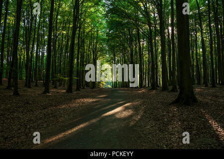 Chemin panoramique au coeur de la forêt Banque D'Images