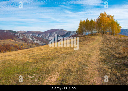 Groupe d'arbres de bouleau jaune à l'automne. La Transylvanie, Roumanie Banque D'Images