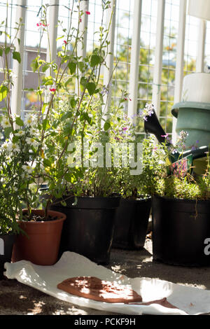 -Un balcon urbain espace créatif à usages multiples, y compris un jardin pour attirer la faune et les insectes pollinisateurs, aux côtés de l'espace d'art urbain sur un balcon. Banque D'Images
