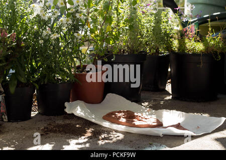 -Un balcon urbain espace créatif à usages multiples, y compris un jardin pour attirer la faune et les insectes pollinisateurs, aux côtés de l'espace d'art urbain sur un balcon. Banque D'Images