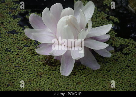 Nénuphar Victoria Conservatory, Enmax, Calgary, Alberta, Canada Banque D'Images