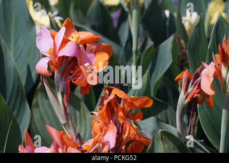 Canna fleurit, Dorothy Harvie Garden, le Zoo de Calgary, Calgary, Alberta, Canada Banque D'Images