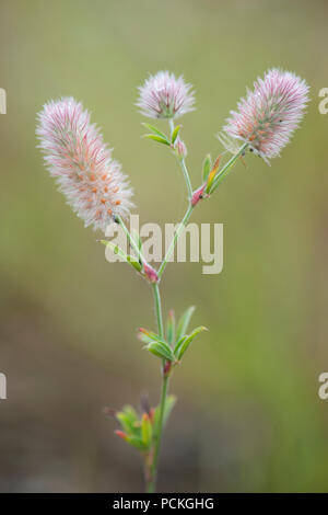 Haresfoot trèfle (Trifolium arvense), s'épanouir, de l'Ems, Basse-Saxe, Allemagne Banque D'Images