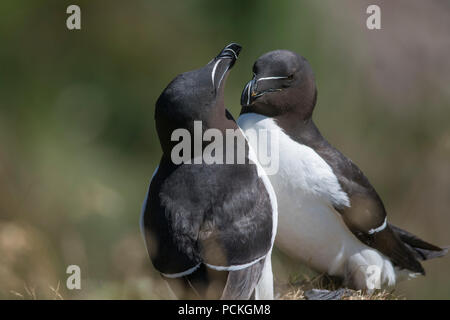 Paire de Petit Pingouin (Alca torda) sur Lunga, Ecosse Banque D'Images