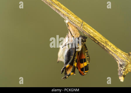 Petit renard (Aglais urticae), Papillon nouvellement éclos dépliage des extensions, Suisse Banque D'Images