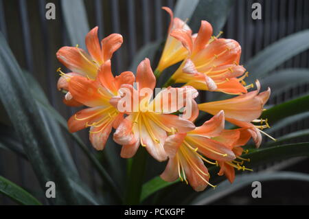 Clivia miniata lily Banque D'Images