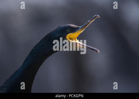 Close-up of an open mouthed European Shag (Phalacrocorax aristotelis), Lunga, Ecosse Banque D'Images