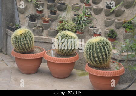 Echinopsis pachanoi Banque D'Images