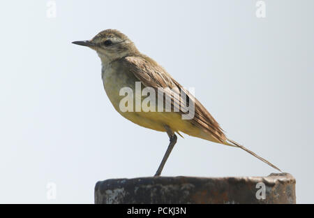 Une jolie femme la bergeronnette printanière (Motacilla flava) perché sur un poteau. Banque D'Images