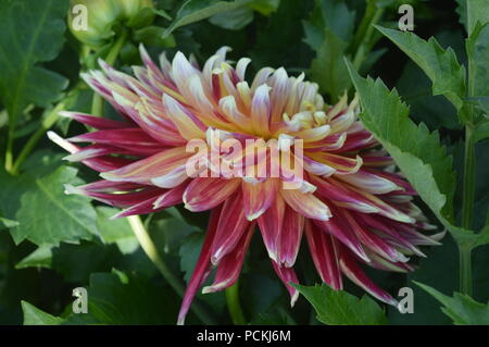 Dahlia Banque D'Images