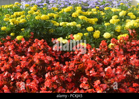 Arrangement de fleurs dans un jardin Banque D'Images