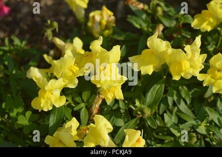 Fleurs de dragon dans un jardin Banque D'Images