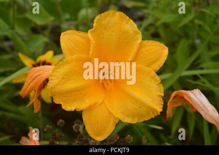 Hemerocallis hémérocalle dans un jardin Banque D'Images