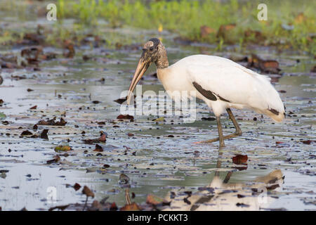 Une cigogne en bois, Mycteria americana, qui se trouve dans un étang de castors. Banque D'Images