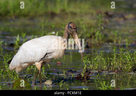 Une cigogne en bois, Mycteria americana, qui se trouve dans un étang de castors. Banque D'Images