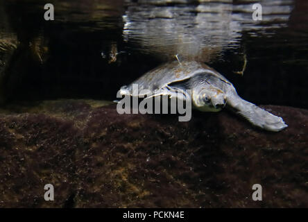 Tortue à nez de cochon de Guinée la natation dans l'eau Banque D'Images