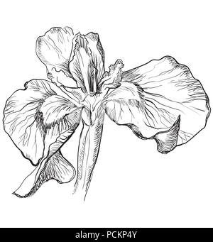 Fleur Iris dessiné à la main. Vector illustration monochrome isolé sur fond blanc. Illustration de Vecteur