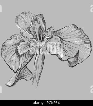 Fleur Iris dessiné à la main. Vector illustration monochrome isolé sur fond gris. Illustration de Vecteur