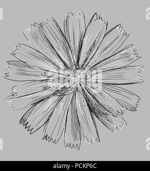 Hand drawn Cichorium fleurs. Vector illustration monochrome isolé sur fond gris. Illustration de Vecteur