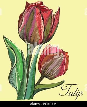 Fleur de tulipe dessiné à la main. Vector illustration colorées isolé sur fond rose. Illustration de Vecteur