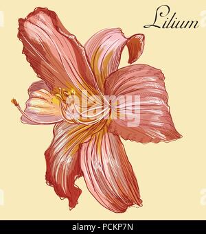 Lilium dessinés à la main, fleur. Vector illustration colorées isolé sur fond jaune. Illustration de Vecteur