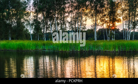 Paysage naturel. Les bouleaux au-dessus d'un étang au coucher du soleil. Betula. Rippled water surface. Reflet de troncs blancs d'arbres, de roseaux vert, orange coucher de soleil. Banque D'Images