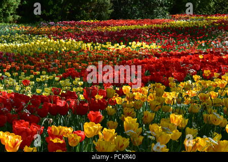 Les tulipes (Tulipa) forment un genre de plantes herbacées vivaces en fleurs à ressort liliacée vivace bulbifère géophytes. Les fleurs sont habituellement de grande taille, aux couleurs vives et voyantes Banque D'Images