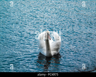 Les cygnes sont des oiseaux de la famille des Anatidés dans le genre Cygnus. Banque D'Images