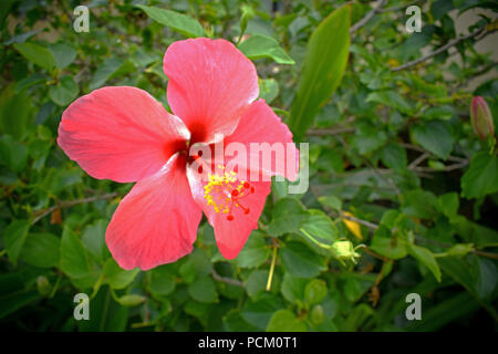 Belle fleur rose capturé à Hawaii sur une journée incroyable Banque D'Images