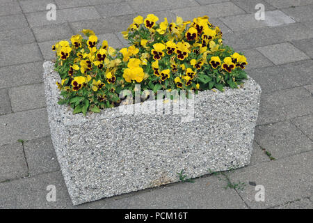 Douces pensées fleurs jaunes poussent dans une rue pierre béton simple jardinière. Banque D'Images