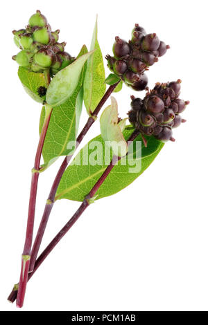 Un tas de rameaux de chèvrefeuille décoratif avec de petits fruits noirs mûrs. Isolé sur un plan macro studio blanc Banque D'Images