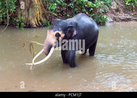 L'éléphant d'Asie Bull aux défenses couché dans l'eau dans le Sri Lanka Pinnawala Banque D'Images