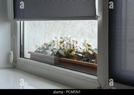 Volets roulants gris sur la fenêtre. Derrière la fenêtre sont des fleurs dans la jardinière. Banque D'Images