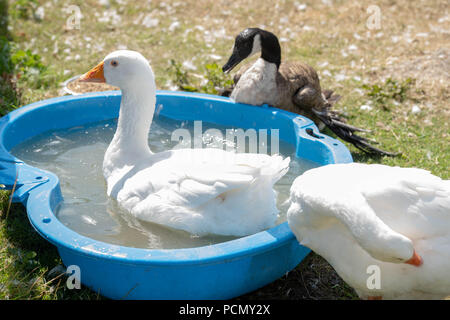 BRENTWOOD ESSEX UK 3e août 2018 Sauvetage Météo animaux cherchent à refroidir à Hopefield sanctuaire animal, Brentwood, Essex dans les températures estivales credit Ian Davidson/Alamy Live News Banque D'Images