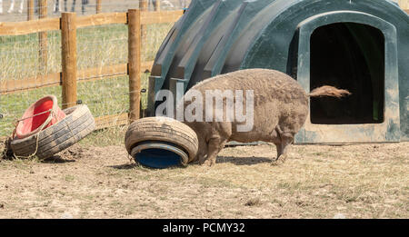 BRENTWOOD ESSEX UK 3e août 2018 Sauvetage Météo animaux cherchent à refroidir à Hopefield sanctuaire animal, Brentwood, Essex dans l'été, les températures élevées Banque D'Images