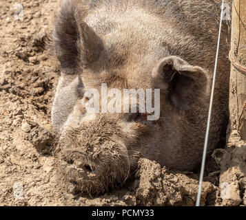 BRENTWOOD ESSEX UK 3e août 2018 Sauvetage Météo animaux cherchent à refroidir à Hopefield sanctuaire animal, Brentwood, Essex dans les températures estivales credit Ian Davidson/Alamy live news Banque D'Images