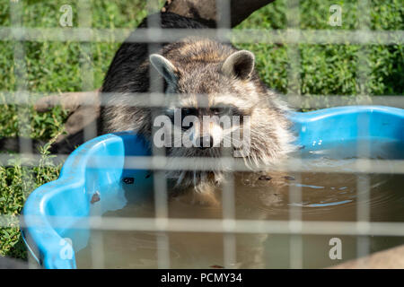 BRENTWOOD ESSEX UK 3e août 2018 Sauvetage Météo animaux cherchent à refroidir à Hopefield sanctuaire animal, Brentwood, Essex dans les températures estivales credit Ian Davidson/Alamy Live News Banque D'Images