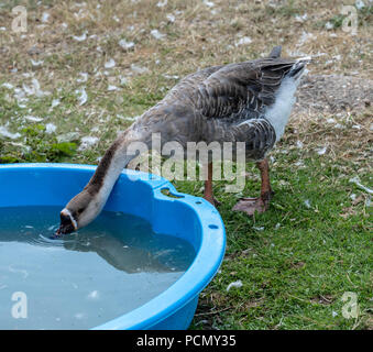 BRENTWOOD ESSEX UK 3e août 2018 Sauvetage Météo animaux cherchent à refroidir à Hopefield sanctuaire animal, Brentwood, Essex dans les températures estivales d'une oie prend un verre credit Ian Davidson/Alamy Live News Banque D'Images