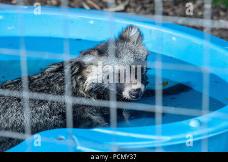 BRENTWOOD ESSEX UK 3e août 2018 Sauvetage Météo animaux cherchent à refroidir à Hopefield sanctuaire animal, Brentwood, Essex dans les températures estivales un chien viverrin tente de se rafraîchir dans la piscine credit Ian Davidson/Alamy Live News Banque D'Images