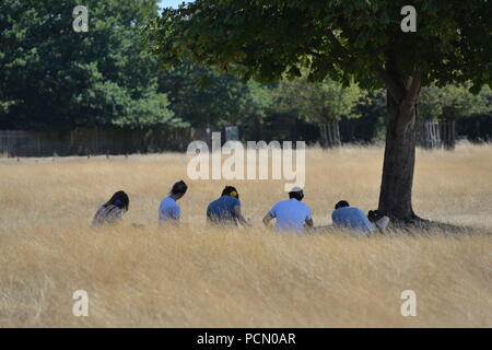 Richmond Park, Londres, Royaume-Uni, 3rd août 2018, temps chaud. Groupe de personnes assis à l'ombre sous un arbre dans une vague de chaleur. Banque D'Images