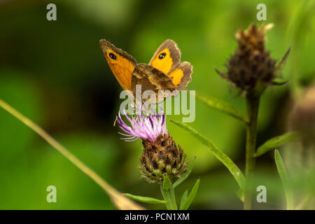 Grotte du nord réserver 3 Août 2018 : journée chaude les papillons, les abeilles et la faune Dragonflys réflexions se dorer au soleil Clifford Norton Alamy Live News. Banque D'Images