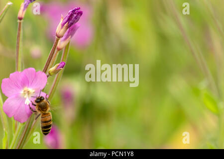 Grotte du nord réserver 3 Août 2018 : journée chaude les papillons, les abeilles et la faune Dragonflys réflexions se dorer au soleil Clifford Norton Alamy Live News. Banque D'Images