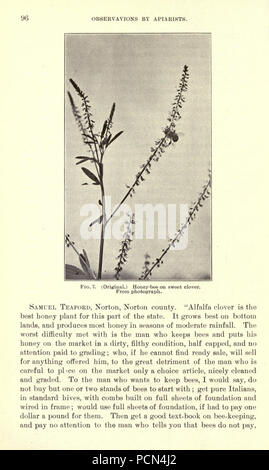 La luzerne, les sauterelles, les abeilles- leur relation (page 96) Banque D'Images