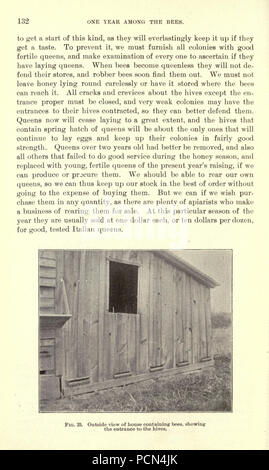 La luzerne, les sauterelles, les abeilles- leur relation (page 132) Banque D'Images