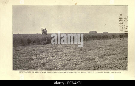 La luzerne, les sauterelles, les abeilles- leur relation Banque D'Images